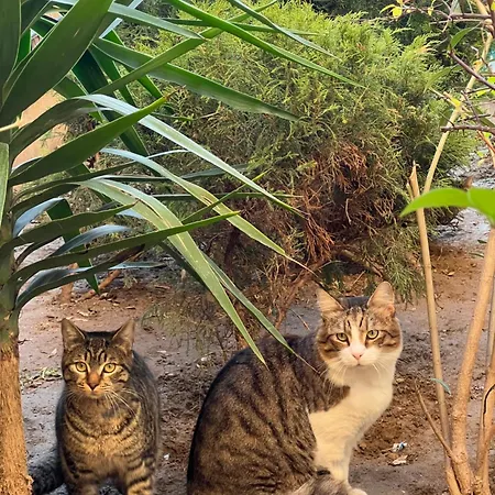 Cosy At Tsinari Appartamento Salonicco